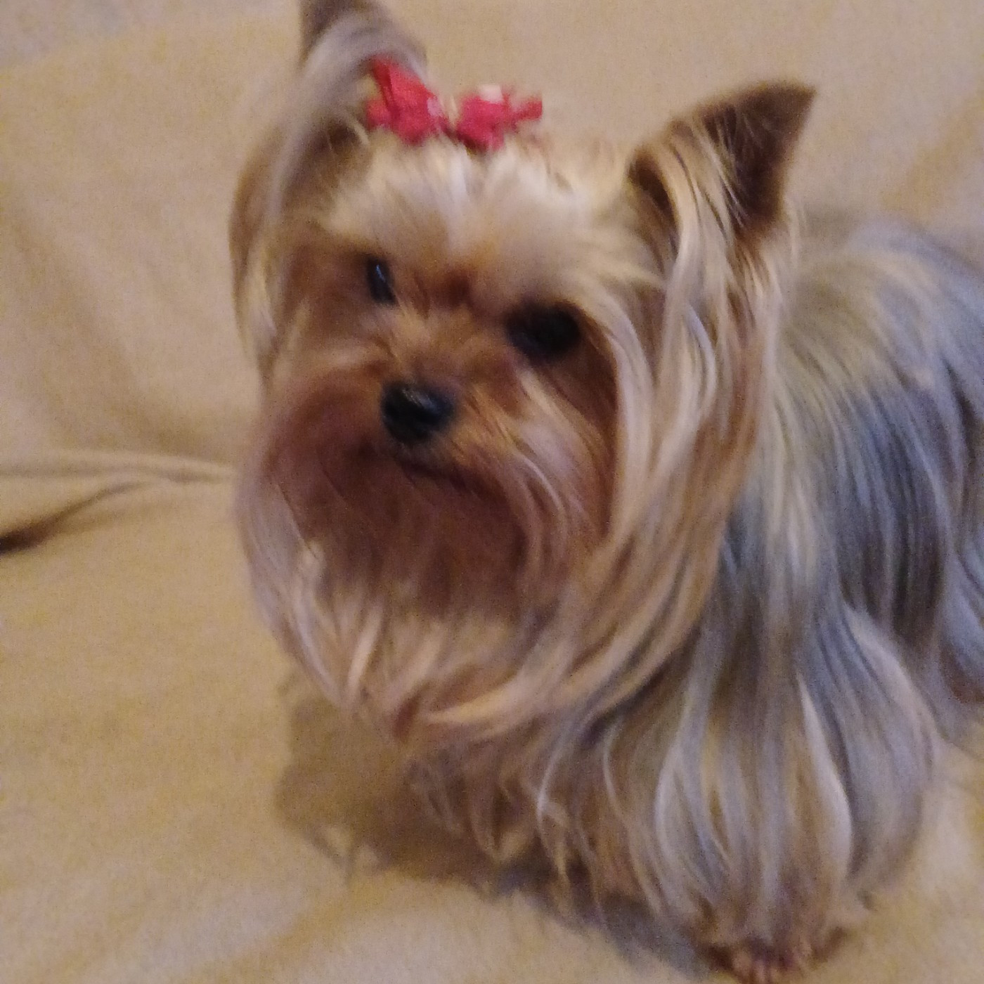 MARIAGE de SAMANTHA et UGO ...