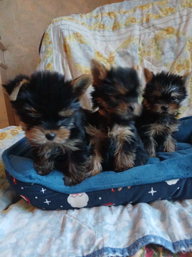 Chiot Yorkshire Terrier De la cour de la fauconniere