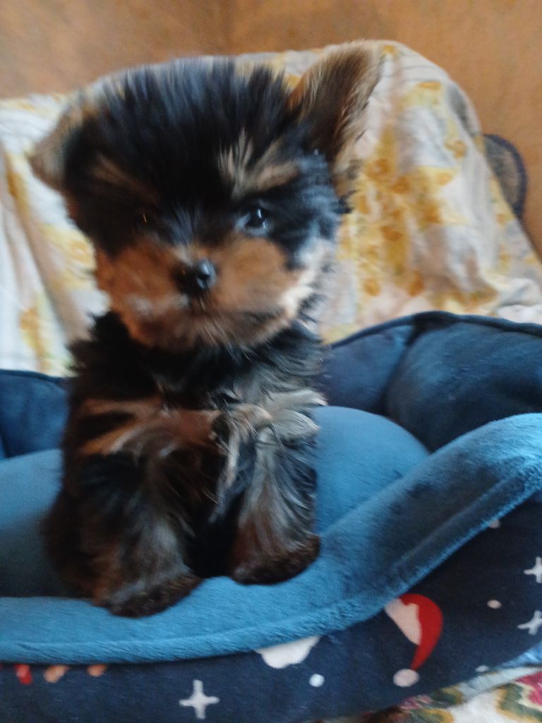 De la cour de la fauconniere - Chiots disponibles - Yorkshire Terrier