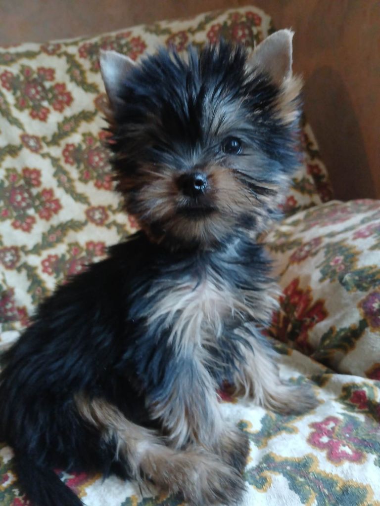 De la cour de la fauconniere - Chiots disponibles - Yorkshire Terrier