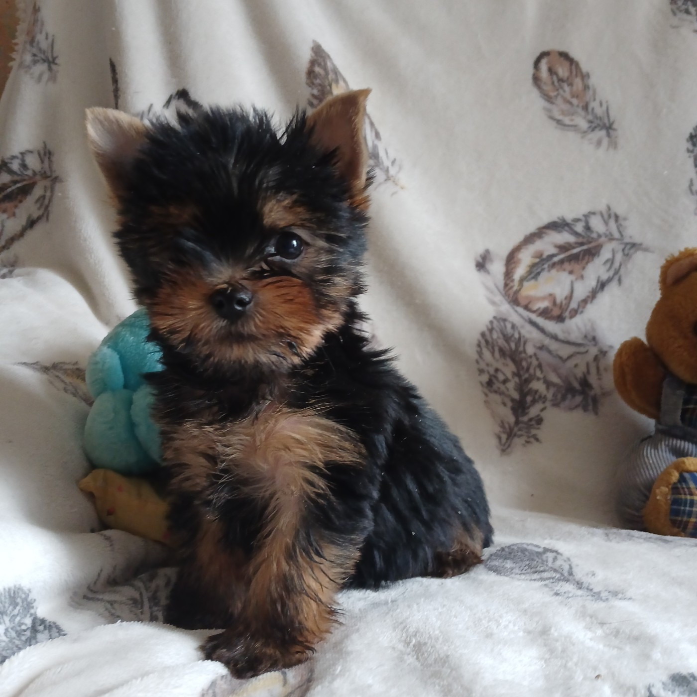 De la cour de la fauconniere - Chiots disponibles - Yorkshire Terrier