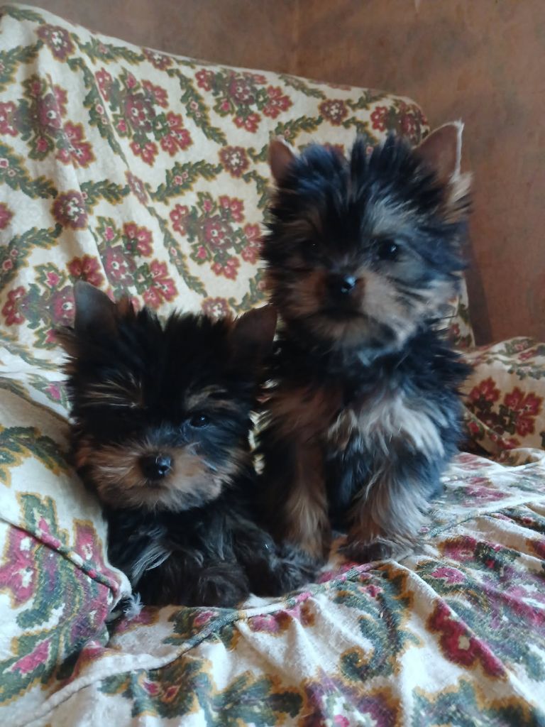 De la cour de la fauconniere - Yorkshire Terrier - Portée née le 29/12/2024