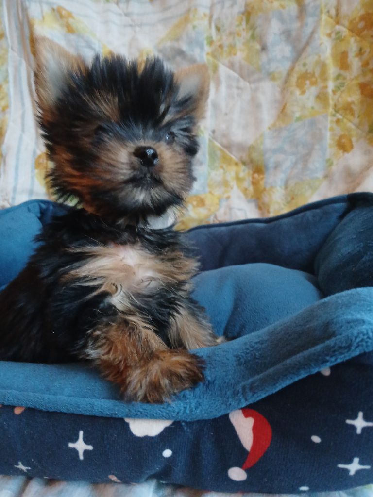 De la cour de la fauconniere - Chiots disponibles - Yorkshire Terrier